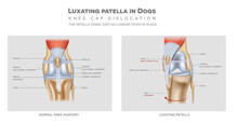 The Medial Luxating Patella In Dogs And Healthy Join, Detailed Colourful Info Poster.