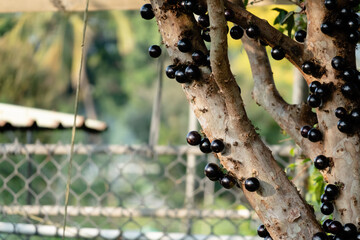 Wall Mural - jaboticaba tree with fruits