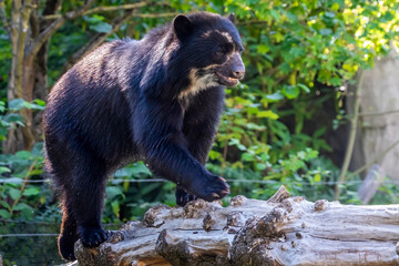 a young spectacled bear in a zoo, climbing o a tree in his outdoor enclosure at a sunny day in summe