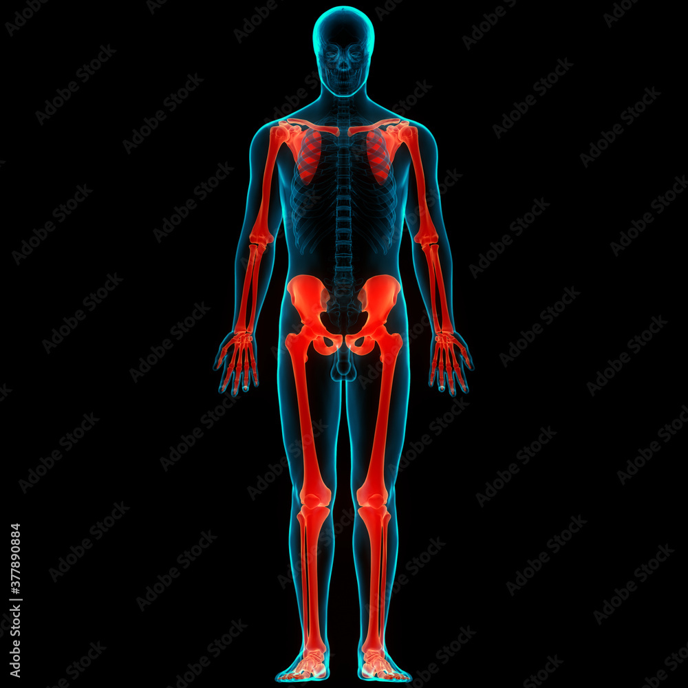 Human Skeleton System Appendicular Skeleton Anatomy Stock Illustration ...