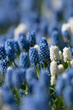 Closeup of blue and white muscari flowers during a sunny day that can be used as a background