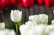 Detail of a white tulip bloom with red tulips in the background during a sunny day from the Keukenhof gardens in the Netherlands