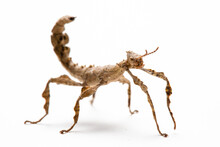 Nymph (L2) Of Australian Giant Spiny Stick Insect (Extatosoma Tiaratum) Isolated On White Background