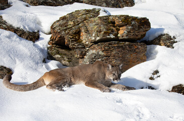 Wall Mural - Cougar in the winter snow 