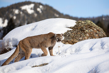 Wall Mural - Cougar or Mountain lion (Puma concolor) on the prowl in the winter snow in the U.S.