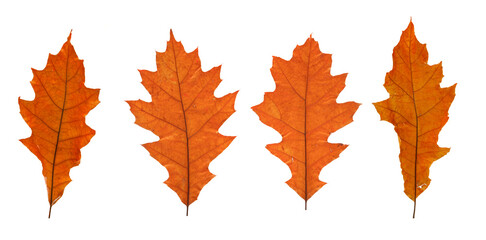 Wall Mural - set of autumn leaves isolated on white background. high resolution.