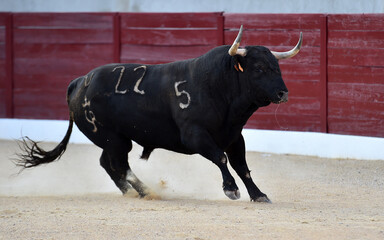 bull with big horns on the spanish bullring