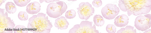 Pale pink peony flower with a yellow middle on a white background