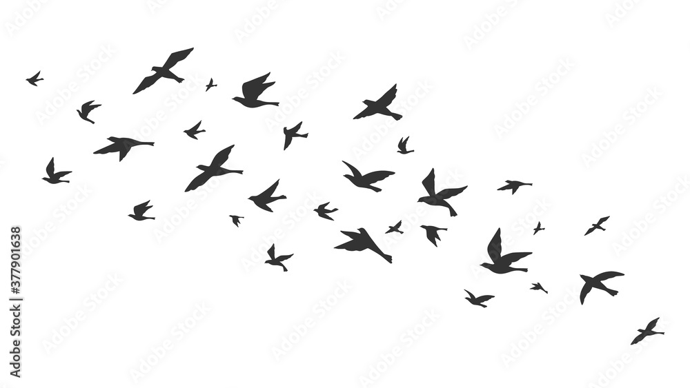 Flying bird. Free birds flock in flight black silhouettes. Tattoo image, freedom symbol wildlife vector illustration. Black animal group silhouette, birds in air - obrazy, fototapety, plakaty 