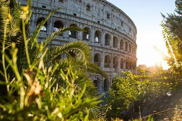 Wall Mural - Colosseum at sunset, photo taken with plants in the foreground