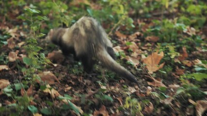 black-footed ferret. funny video wild long fluffy animal in forest. background tree green grass fall