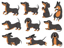Dachshund. Cute Dogs Characters Various Poses Hunting Breed, Design For Prints, Textile Or Card, Adorable Dachshund Cartoon Vector Set. Dachshund Pose, Dog Pedigree Drawing, Domestic Pet Illustration