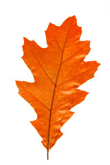 Wall Mural - bright red and orange autumn leaf on an isolated white background. high resolution.