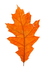 Wall Mural - bright red and orange autumn leaf on an isolated white background. high resolution.