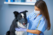 © Kalim - Female vet examining a dog in clinic