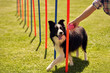 © Kalim - Border collie dog and a woman on an agility field