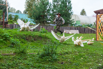 A man farmer in a special suit and a straw hat, smiling and having fun, runs after a flock of white geese and ducks that spread their wings and try to take off.