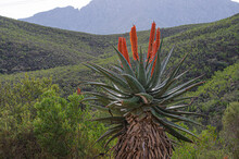 Aloe In Little Karoo 