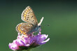 Schmetterling  - Bläuling - auf einer lila Blume