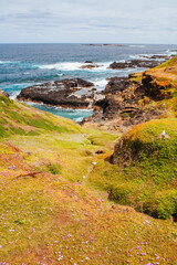 Poster - The Nobbies Landscape at Philip Island