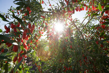 Goji Berry Fruits And Plants In Sunshine Garden