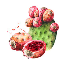 Prickly Pear Cactus Or Indian Fig Opuntia With Red Fruits. Watercolor Hand Drawn Illustration Isolated On White Background