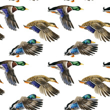 Watercolor Seamless Pattern With Flying Duck