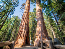 Giant Sequoia (Sequoiadendron Giganteum) Trees In Giant Forest Of Sequoia National Park In The U.S. California.