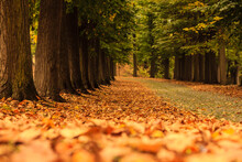 An Avenue Of Trees With A Carpet Of Colourful Leaves In Autumn /A Carpet Of Colourful Leaves Of Autumn In A Avenue Of Trees In A Park