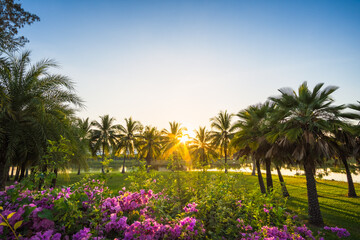 Wall Mural - Green grass field with palm tree in Public Park