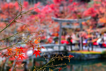 Japanese garden and blue water pond in Eikando temple with autumn red maple leaves and green season in Kyoto, Japan