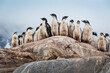 Gentoo penguins (Pygoscelis papua), Antarctica