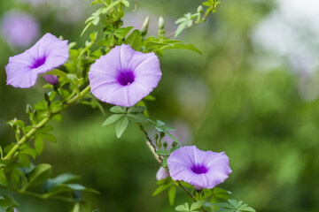 Wall Mural - Purple morning glories on jasmine shrub