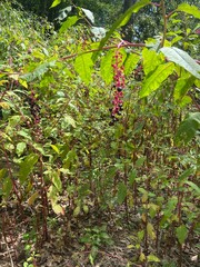 Red Berries