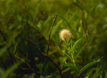 Closeup Of Common Buttonbush Plant At Shore Of Lake Surrounded By Green Grass