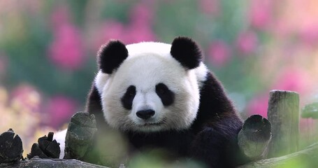 Canvas Print - panda is resting in a very colorful atmosphere