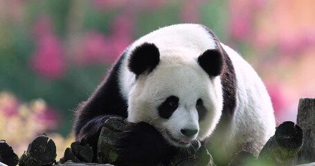 Canvas Print - panda is resting in a very colorful atmosphere