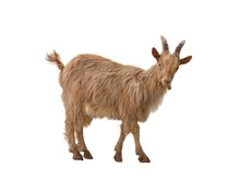 Brown Goat Isolated On White Background.