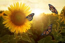 Amazing Monarch Butterflies In Sunflower Field At Sunset