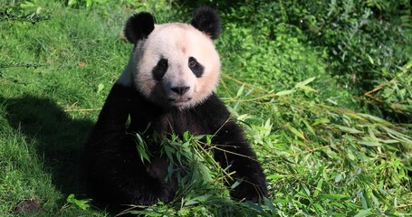 Canvas Print - panda eats bamboo in the forest