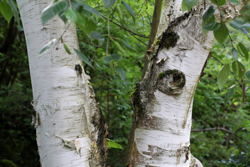 Canvas Print - Closeup shot of a birch in the forest