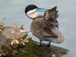 a ruddy duck preening by the pond
