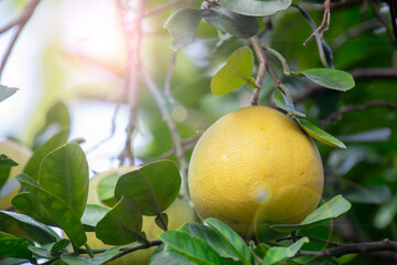 Wall Mural - On the grapefruit tree, the grapefruit is fruity and full