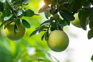 Poster - On the grapefruit tree, the grapefruit is fruity and full