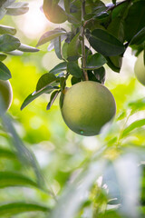 Canvas Print - On the grapefruit tree, the grapefruit is fruity and full