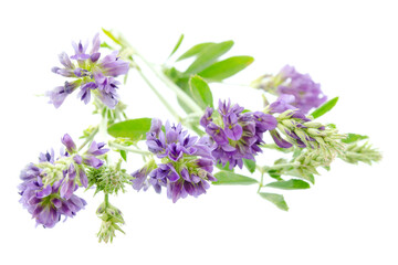 Wall Mural - Alfalfa plant (Medicago sativa) isolated on white background. Alfalfa strains on a white background, close-up. Alfalfa isolated on a white background. Medicago sativa.