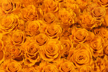 Wall Mural - yellow roses close-up background.