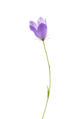 Poster - Bellflower isolated on white background.