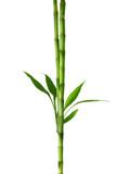 Fototapeta Sypialnia - Two  branches  of  Bamboo isolated on white background.  Sander's Dracaena