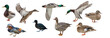 isolated on white nine ducks
